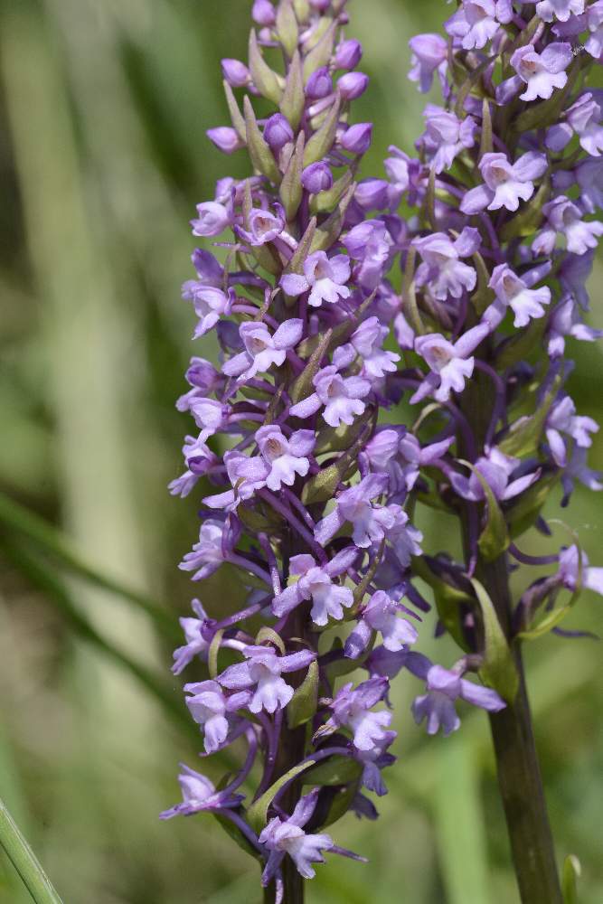 Monte Cesen - Valdobbiadene (TV) - Gymnadenia conopsea